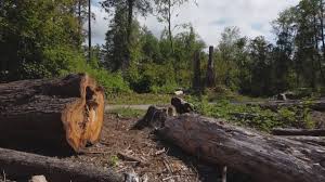 Best Firewood Processing and Delivery  in Dixon Lane Meadow Creek, CA