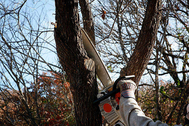 Seasonal Cleanup (Spring/Fall) in Dixon Lane Meadow Creek, CA